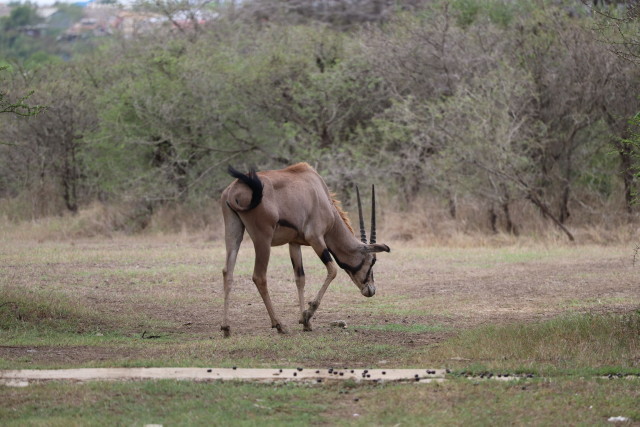 B�schelohr-Oryx (Oryx beisa callotis)