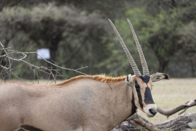 B�schelohr-Oryx (Oryx beisa callotis)