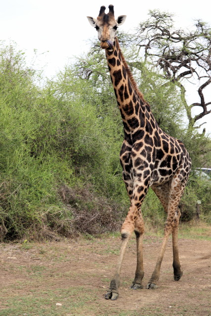 Giraffe