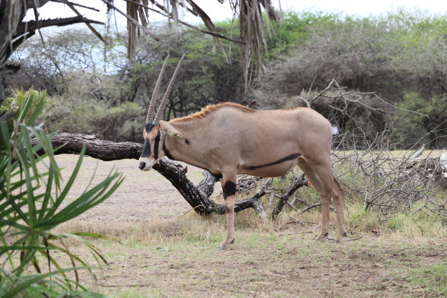B�schelohr-Oryx (Oryx beisa callotis)
