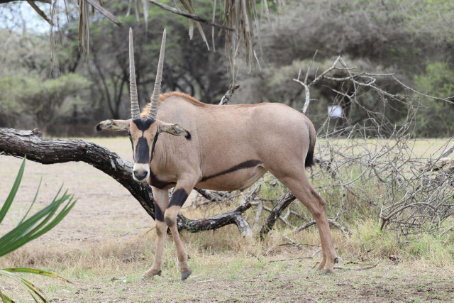 B�schelohr-Oryx (Oryx beisa callotis)