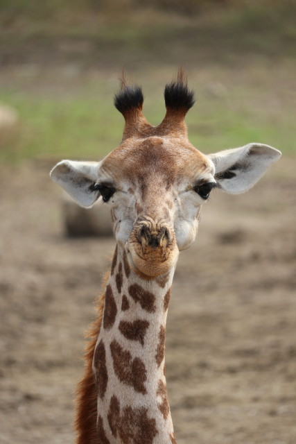 Giraffe (Jungtier)