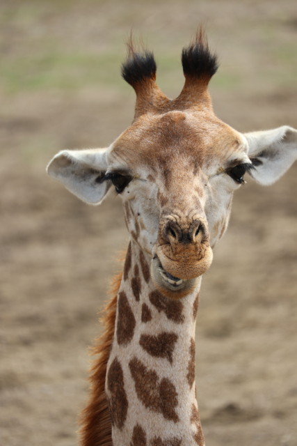 Giraffe (Jungtier)