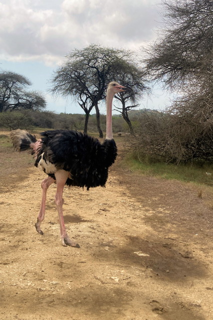 Strau� (m�nnlich)