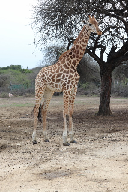 Giraffe