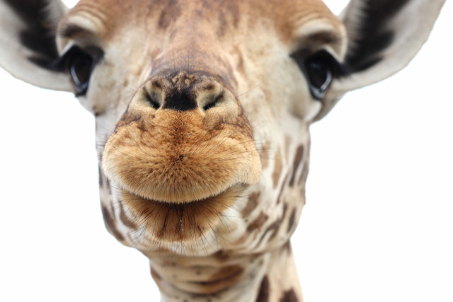 Giraffe (Kopf)
