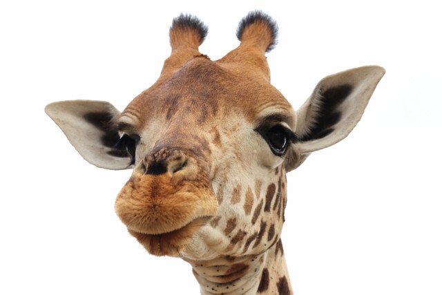 Giraffe (Kopf)