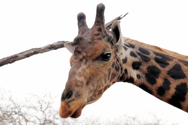 Giraffe (Kopf)