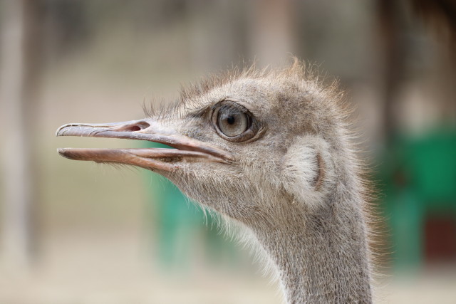 Strau� (weiblich, Kopf)