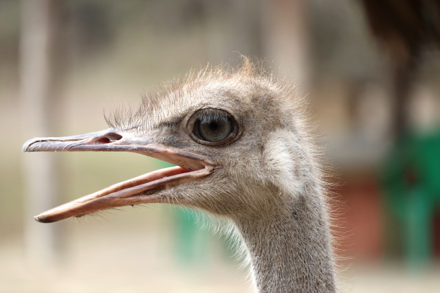 Strau� (weiblich, Kopf)