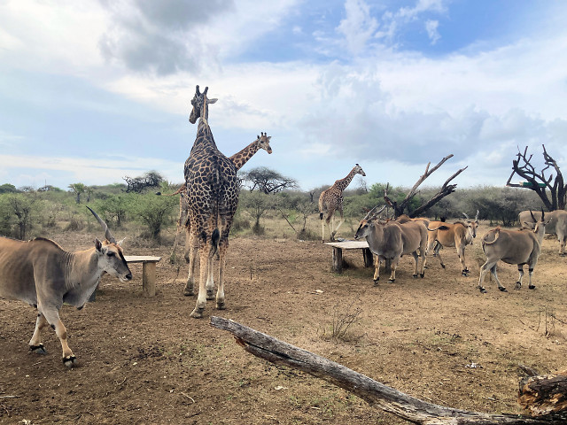 Afrikanische Tierherde