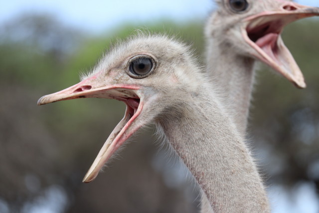 Strau� (weiblich, Kopf)