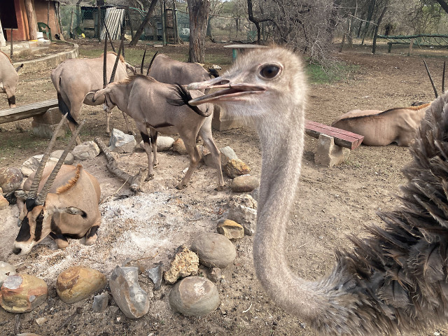 Strau� (weiblich, Kopf)