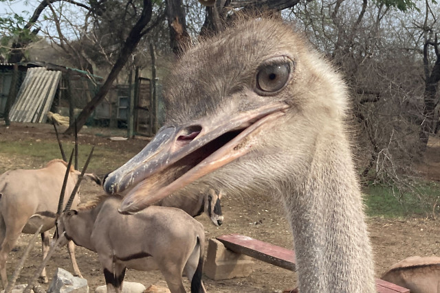 Strau� (weiblich, Kopf)