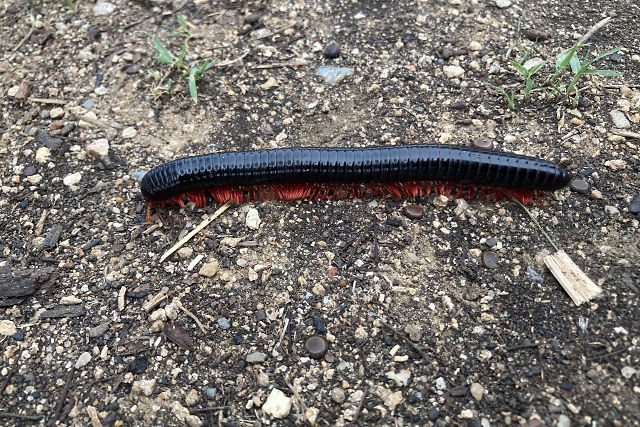 Afrikanischer Riesentausendf��er (Archispirostreptus gigas)