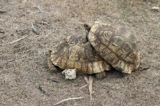 Leopardenschildkr�ten bei der Paarung