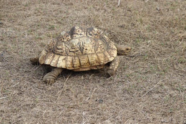 Leopardenschildkr�te