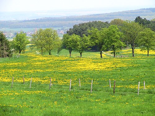 Landschaft mit Lwenzahn