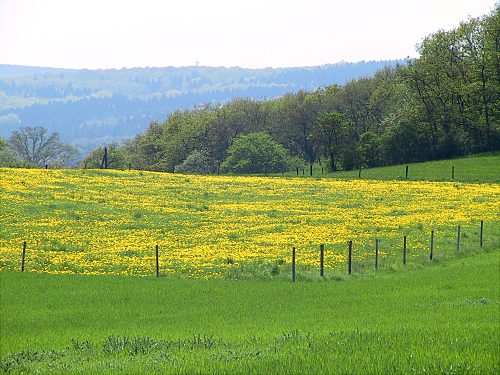 Landschaft mit Lwenzahnwiese