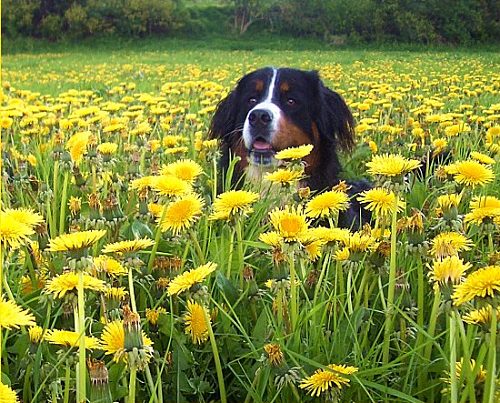 Berner Sennenhund Ginja im Lwenzahn