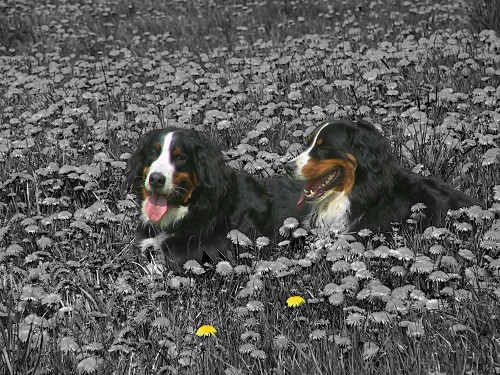 Berner Sennenhunde zwischen Lwenzahn