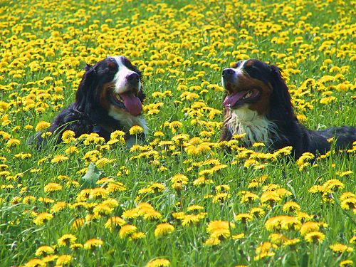 Berner Sennenhunde zwischen Lwenzahn