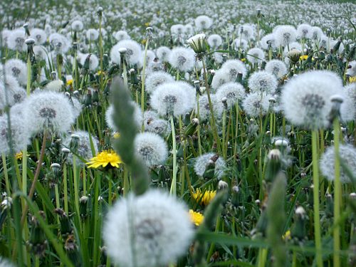 Pusteblumen dicht an dicht