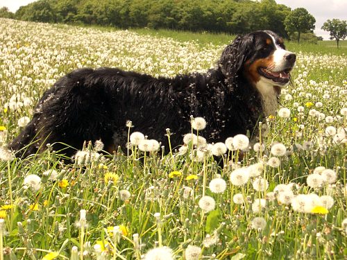 Berner Sennenhund Ginja