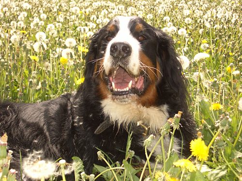 Berner Sennenhund Domino zwischen Pusteblumen