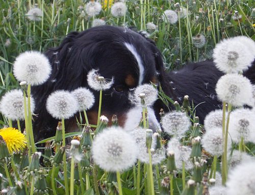 Berner Sennenhund Ginja zwischen Pusteblumen