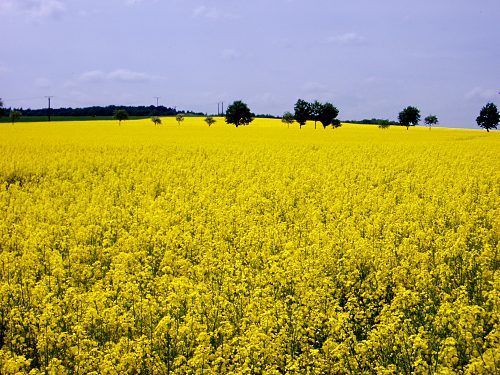 Rapsfeld in Blte