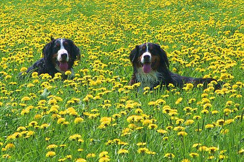 Berner Sennenhunde zwischen Lwenzahn