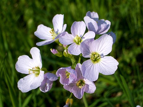 Wiesenschaumkraut