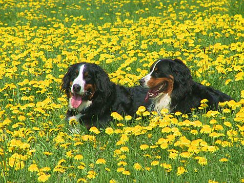 Berner Sennenhunde zwischen Lwenzahn