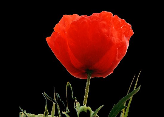 Klatschmohnbl�te - Nahaunahme