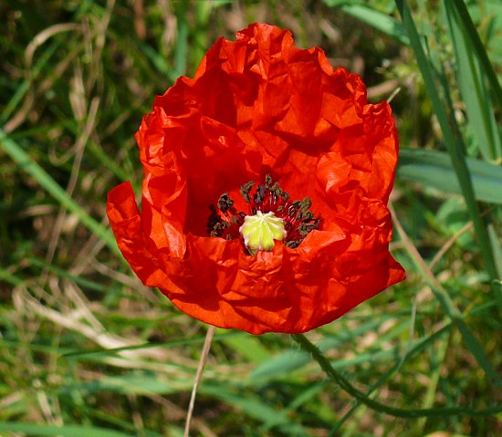 Klatschmohnfeld vor Wiese und Wald