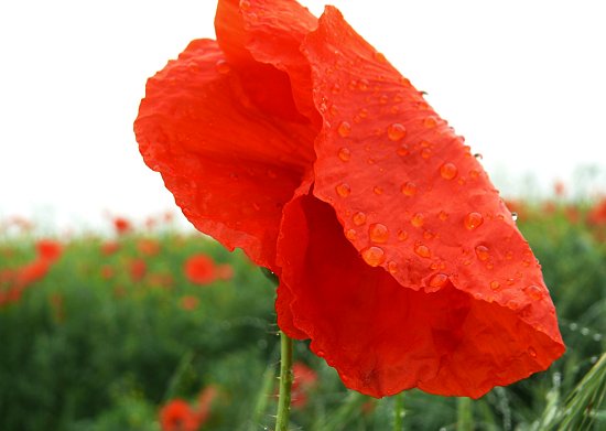 Klatschmohnfeld vor Wiese und Wald