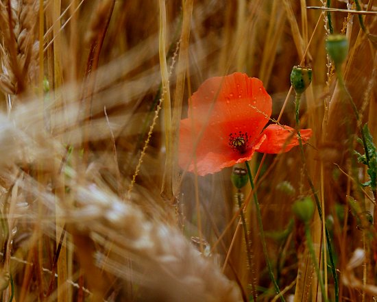 Klatschmohn im Gerstenfeld
