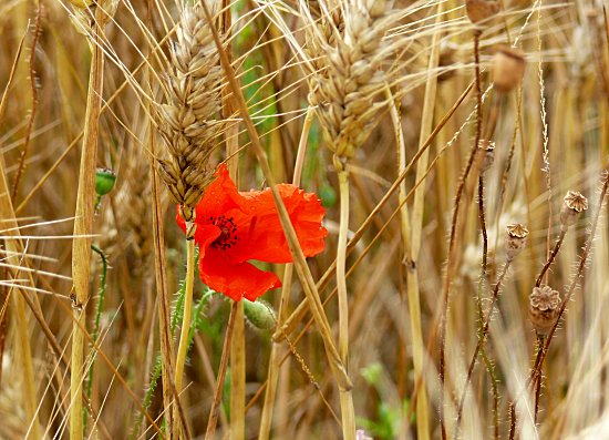 Reife Gersten�hren mit Klatschmohn