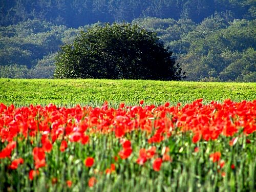 Klatschmohnfeld vor Wiese und Wald