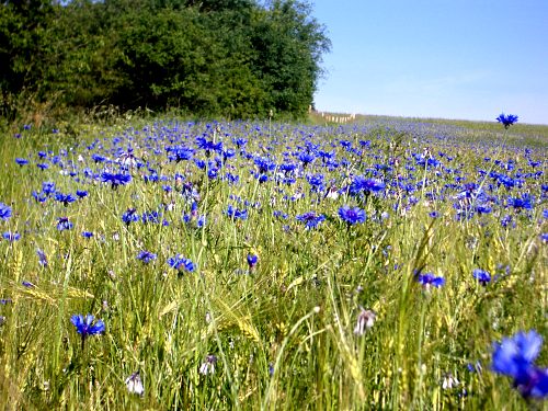 Kornblumenfeld