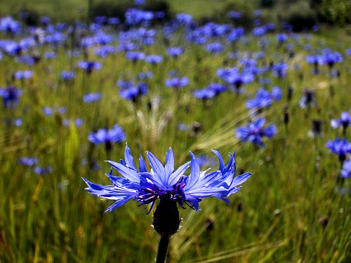 Kornblume