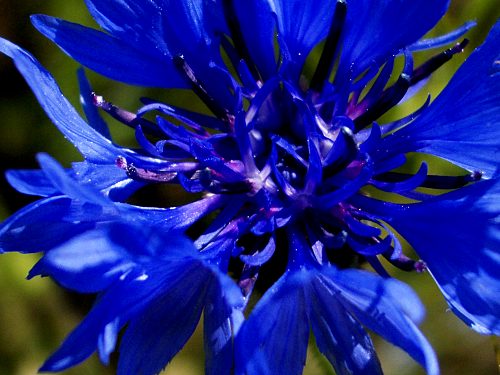 Kornblume -Makroaufnahme