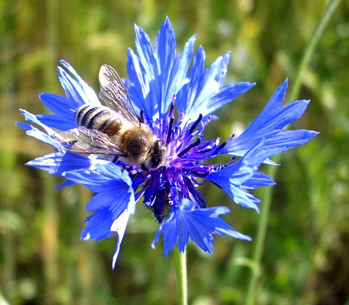 Kornblume mit Honigbiene