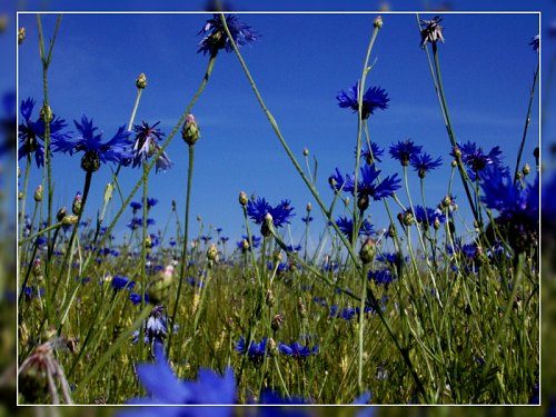 Kornblumen vor blauem Himmel