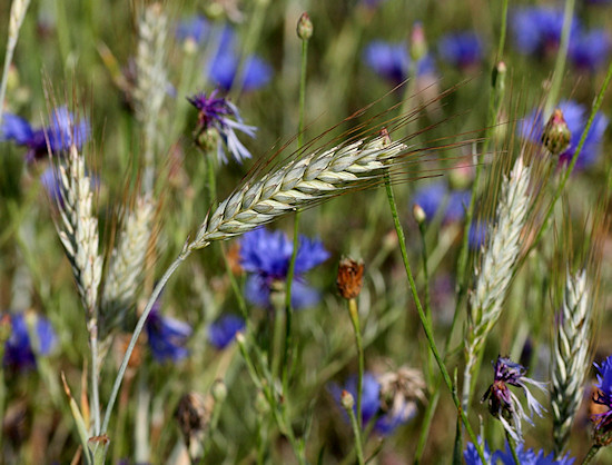 Kornblumenfeld