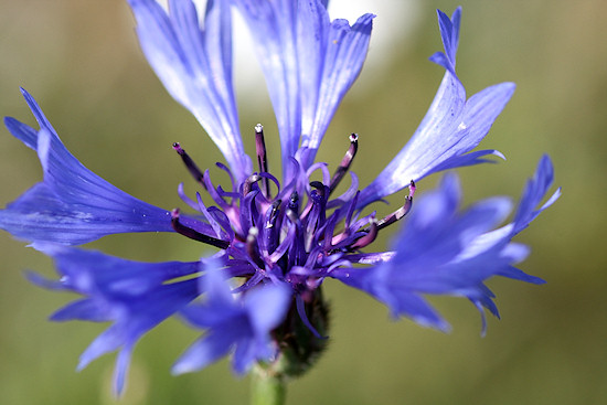 Kornblume