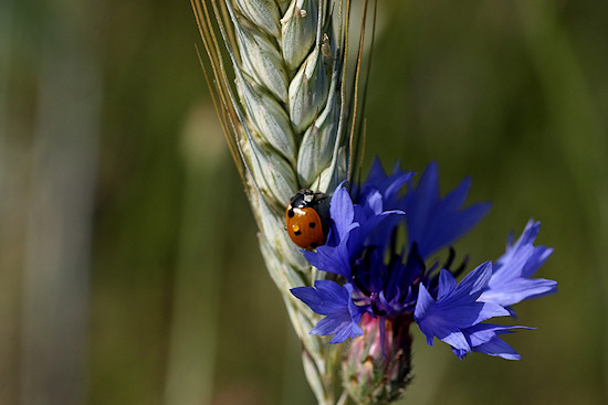 Kornblume, Marienkfer und Getreiderispe