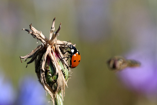 Verblhte Kornblume mit Marienkfer