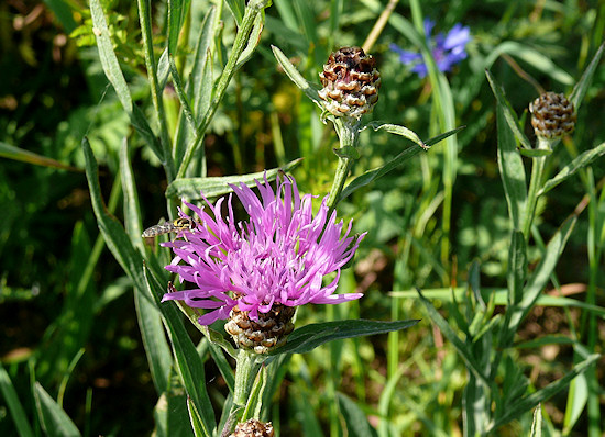 Wiesen-Flockenblume